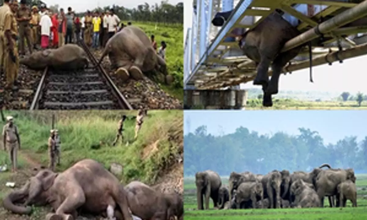 India lost 200 elephants in train accidents in 10 years: Wildlife SOS