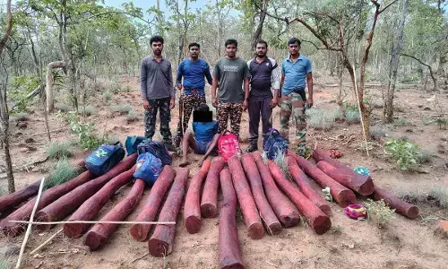 Task force personnel producing red sanders smuggler and 18 logs before the media in Tirupti on Thursday