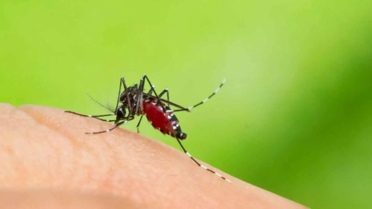 Record number of dengue fever cases imported into France this year