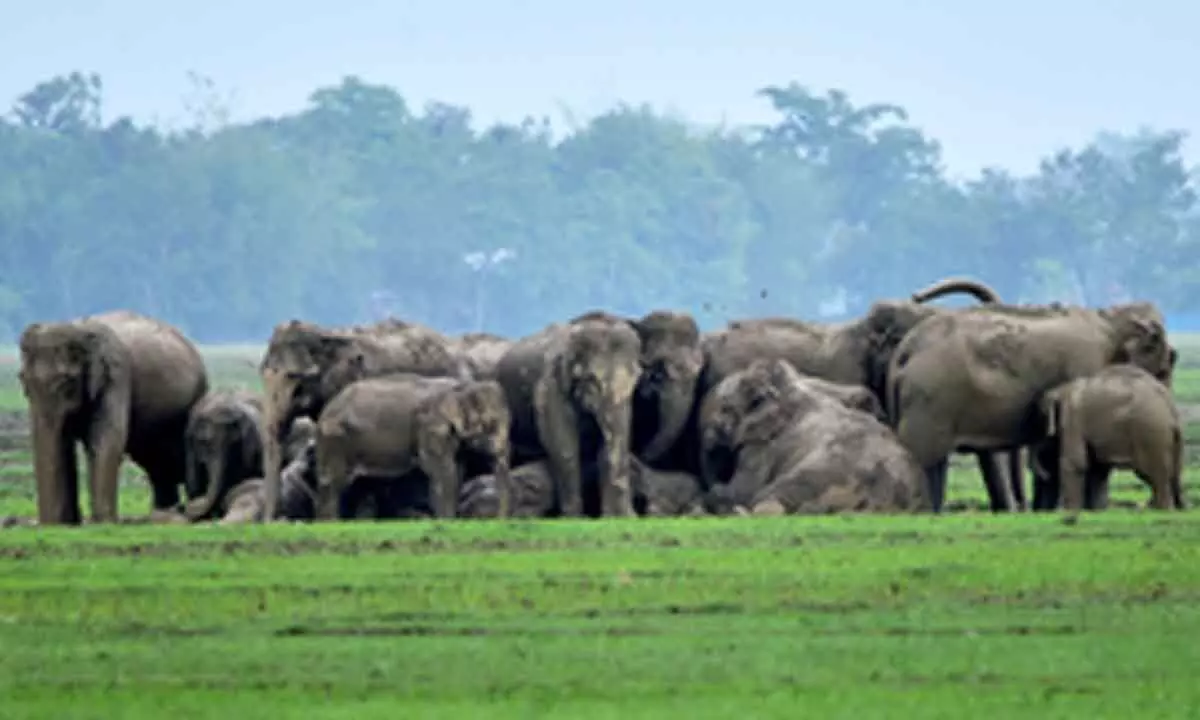 Sri Lanka to conduct countrywide wild elephant census