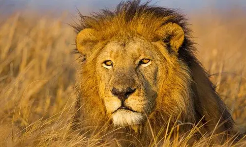 Today is World Lion Day: Raising awareness for lion conservation