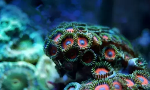 TN Forest dept to sensitise fishermen on marine species rescue operations