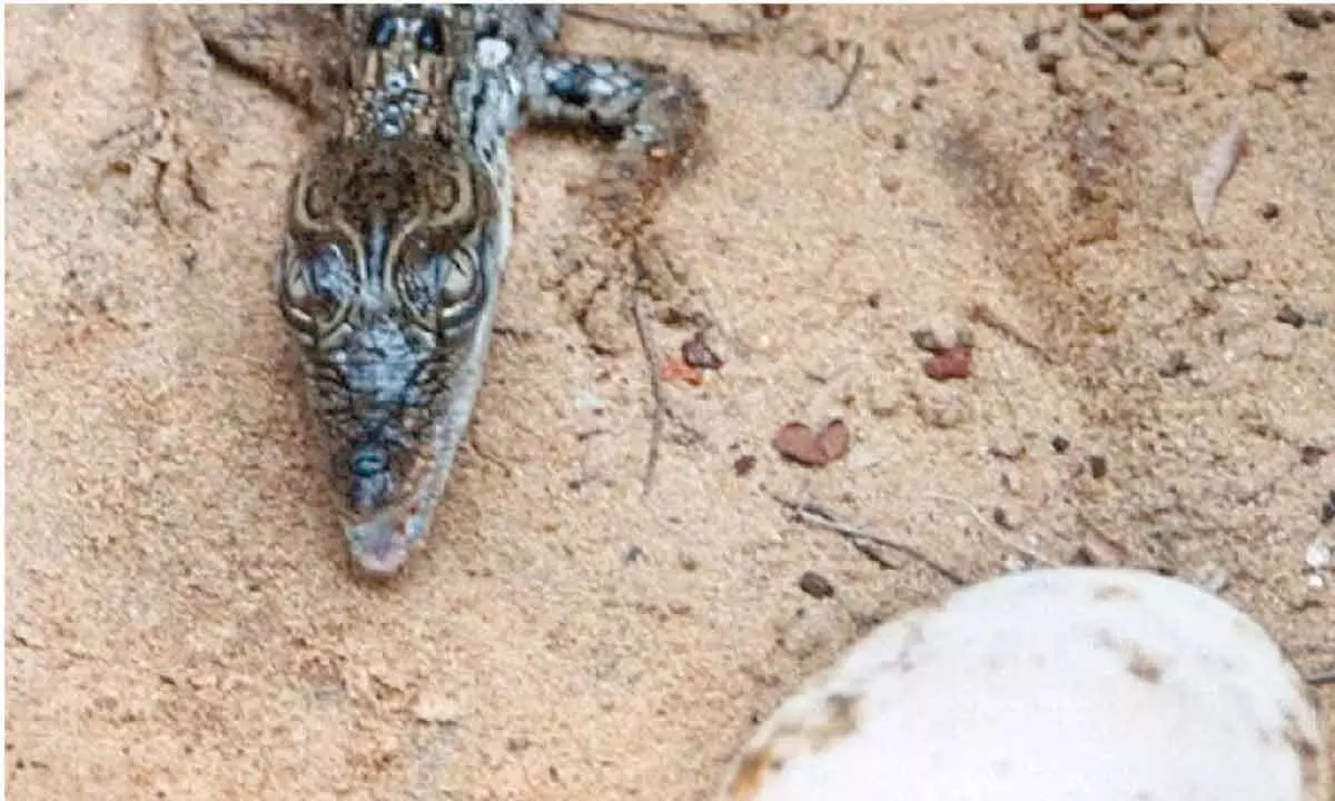 Baby crocs break out of eggshells in Bhitarkanika