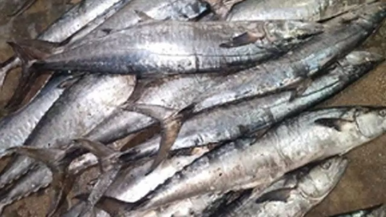 Himachal produces 21,022 metric tonnes of fish