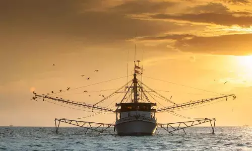 First flotilla arrives: Landing spaces flush with fish