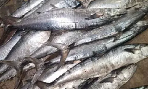 Himachal produces 21,022 metric tonnes of fish