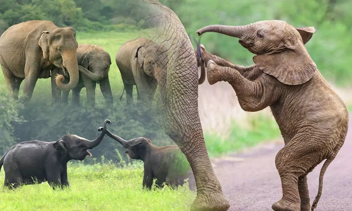 World Elephant Day 2024 Theme, History, Importance, and Elephant