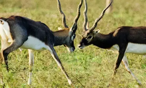 Wildlife activists oppose translocation of blackbucks