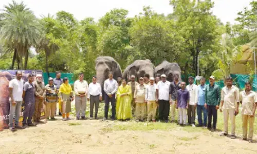World Elephant Day: Mammals relish jumbo feast at nehru Zoo