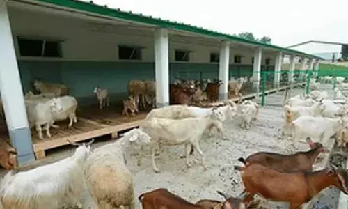 Russia sends hundreds of goats to North Korea amid deepening bilateral ties