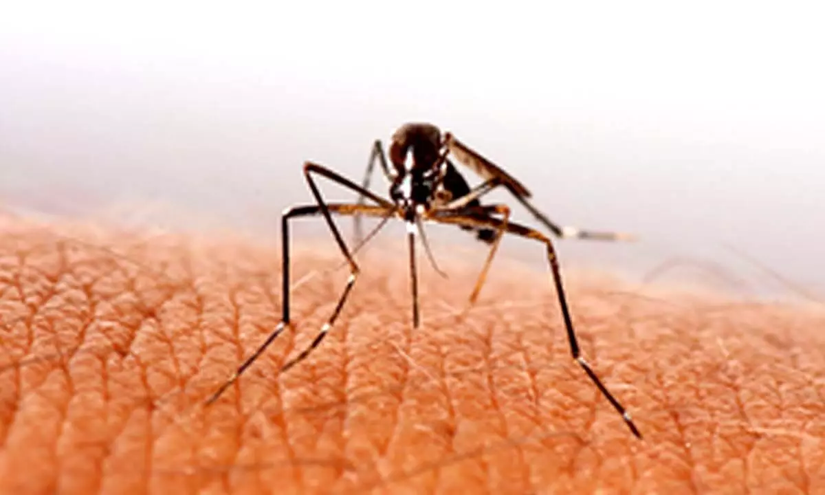 Sri Lanka reports over 38,000 dengue cases in 2024