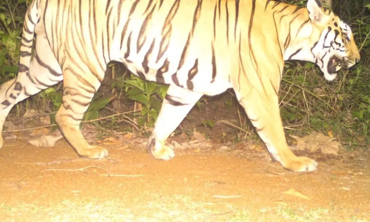 Odisha to get 5 Royal Bengal tigers