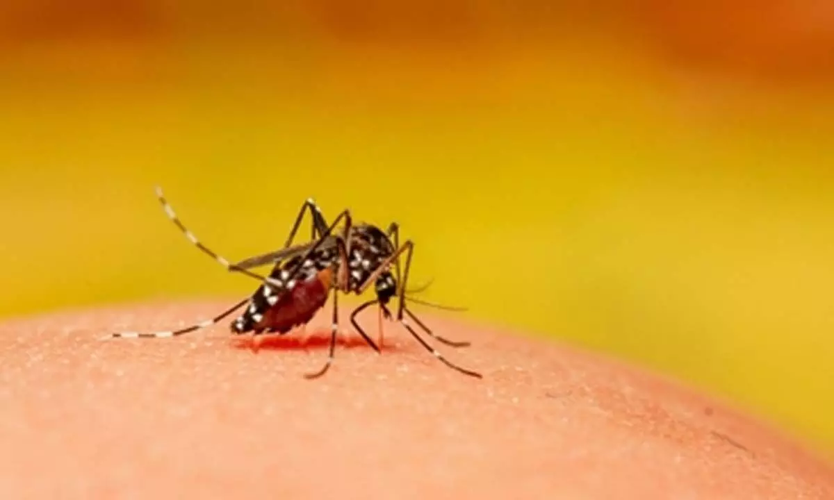 Authorities to enforce strict measures to prevent mosquito-borne diseases