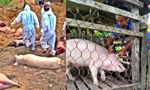 ASF outbreak unabated in Mizoram - over 28,350 pigs killed or culled