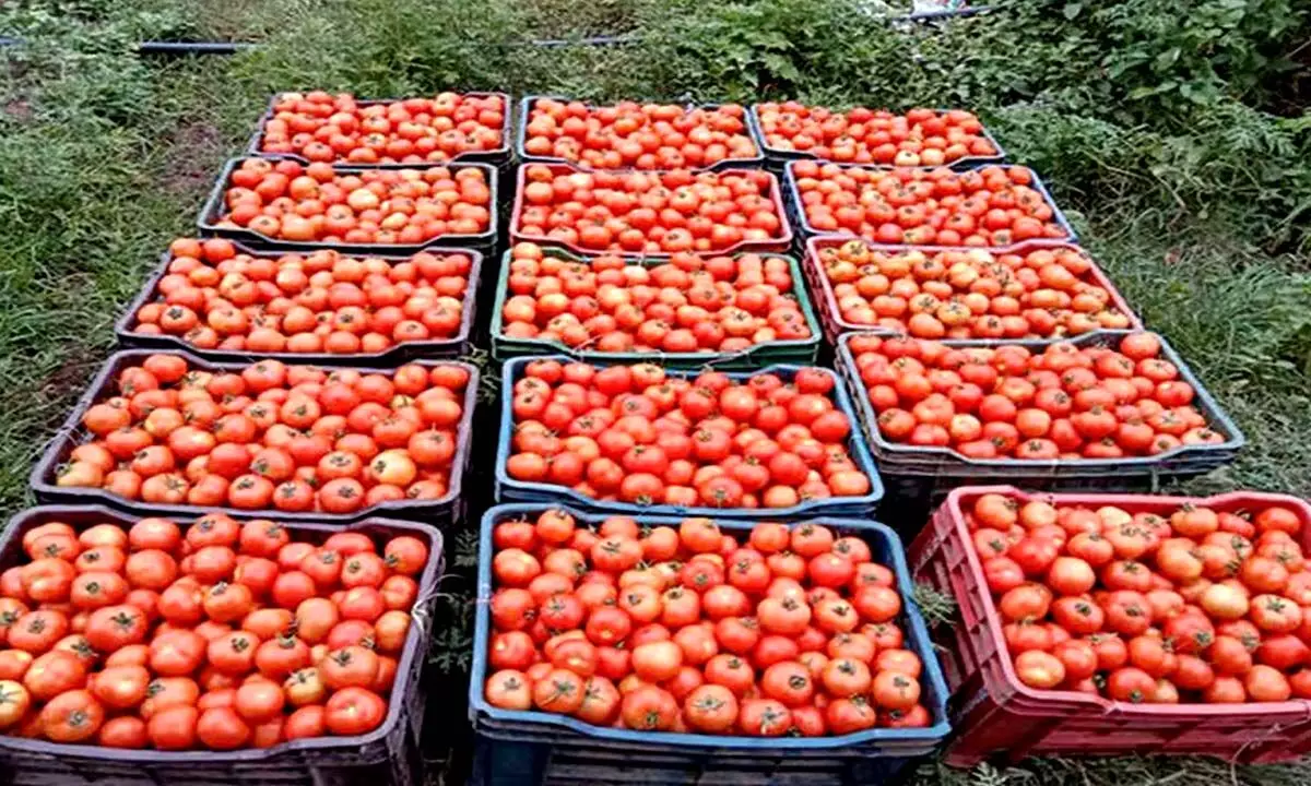 Plunge in tomato price hits farmers hard