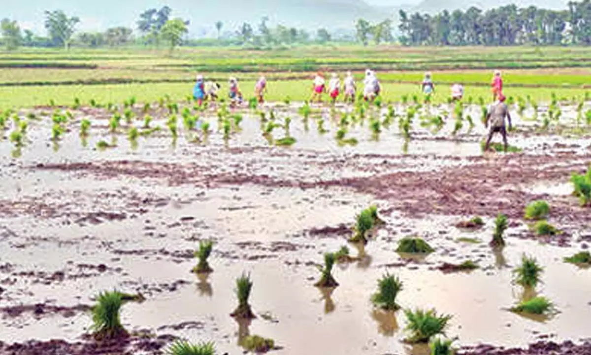 Fertiliser scarcity hits kharif activities in Srikakulam