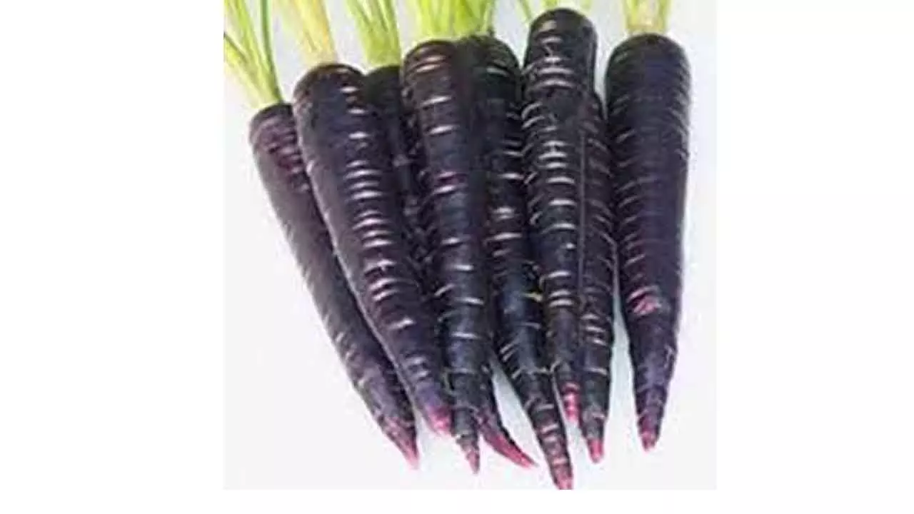 Black carrots more nutritious than red, orange: Patanjali