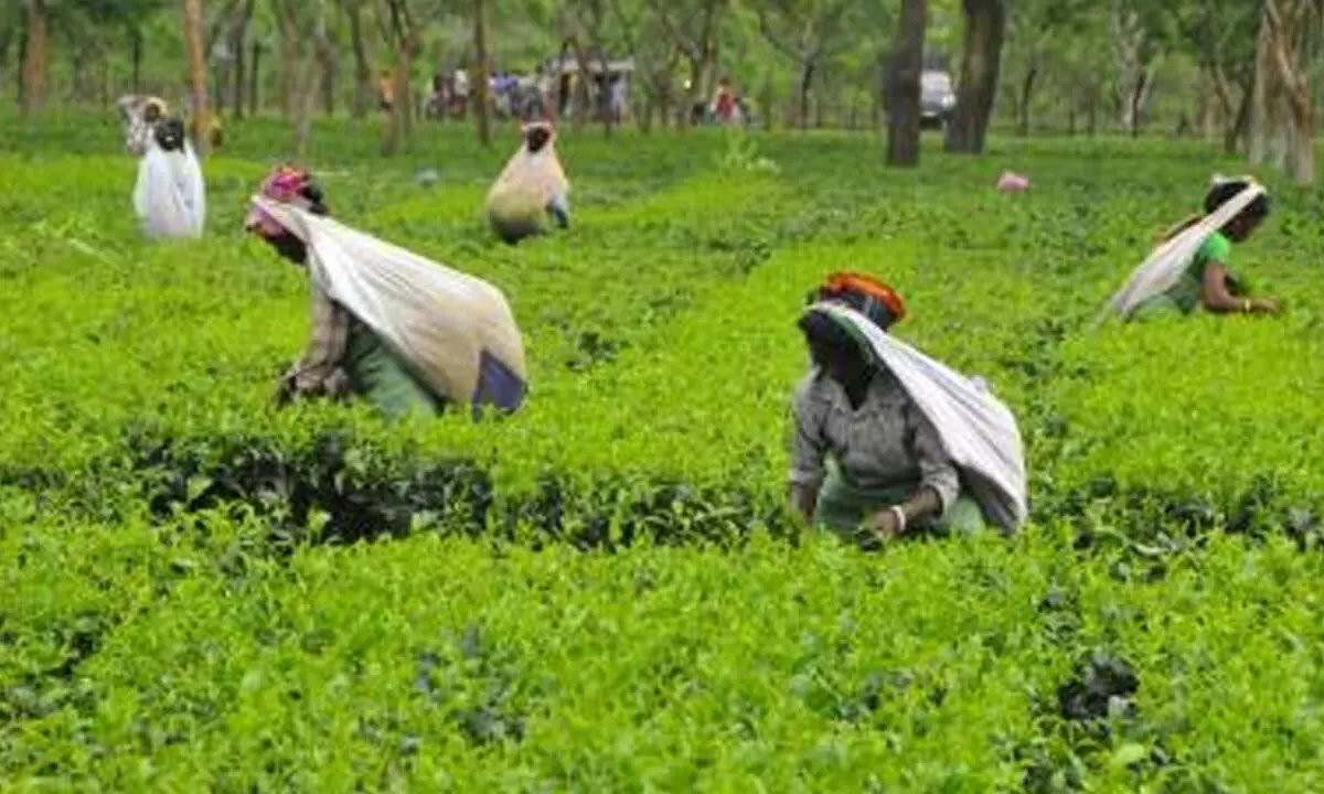 Assam to promote tourism at tea gardens: Sarma