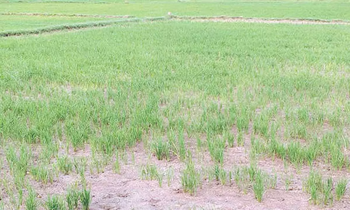 Farmers face water scarcity due to poor maintenance of canals