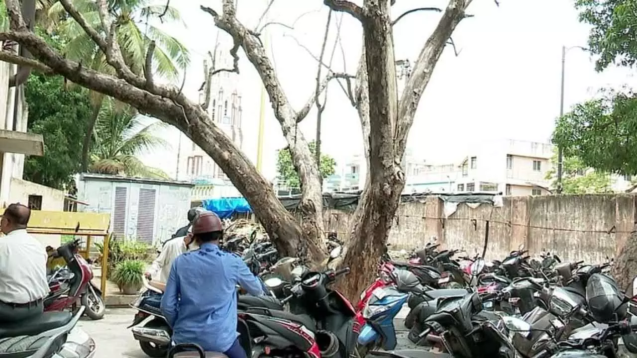 Dry branches of trees posing threat in city, 7 injured in a fortnight