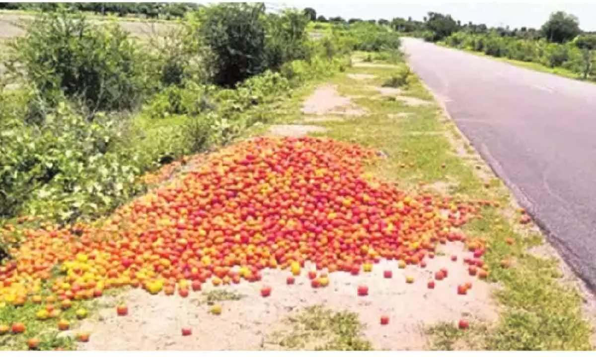 Farmers dump tomatoes on road after price falls to Rs 5 kg