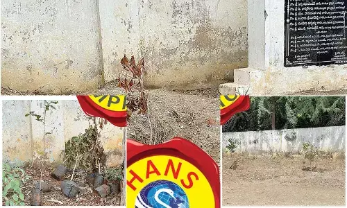 Civic body attends to greenery issue