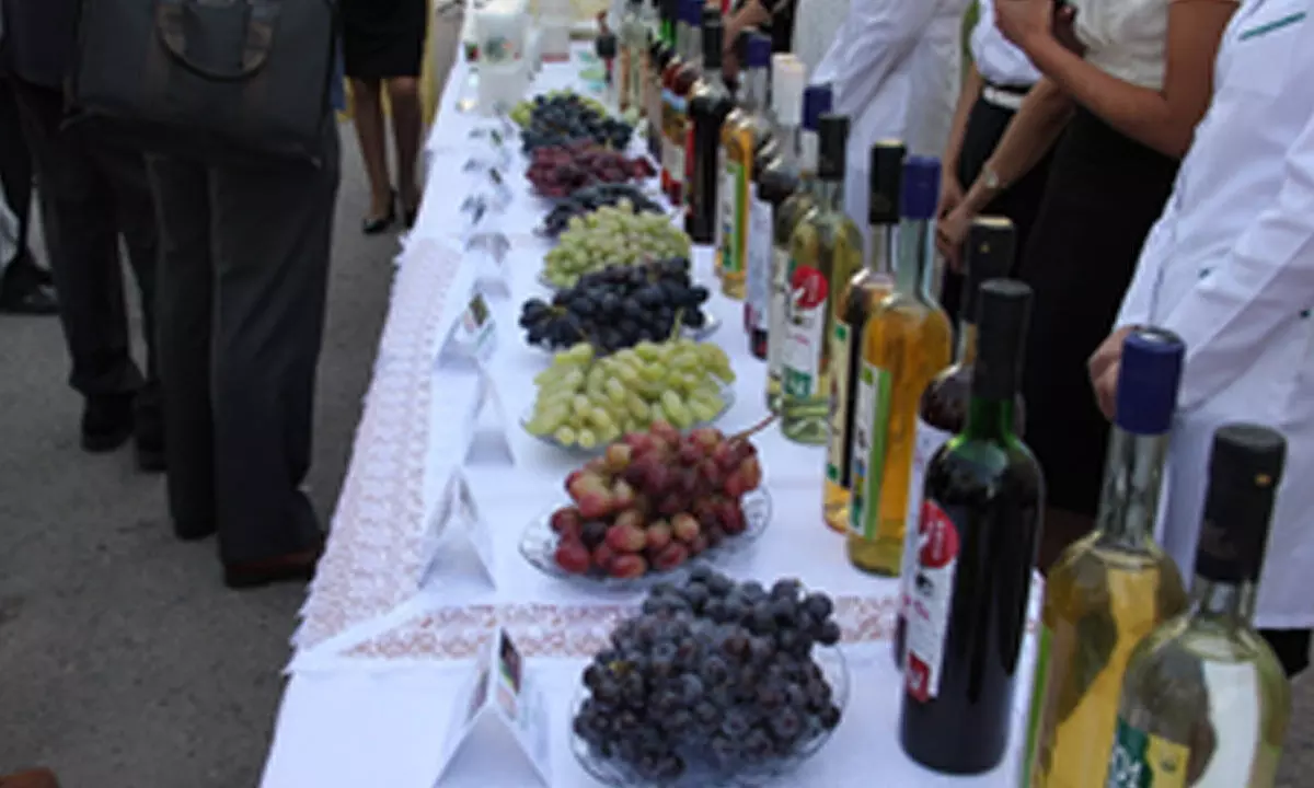 Uzbekistan hosts International Festival of Grapes and Winemaking to boost industry, tourism