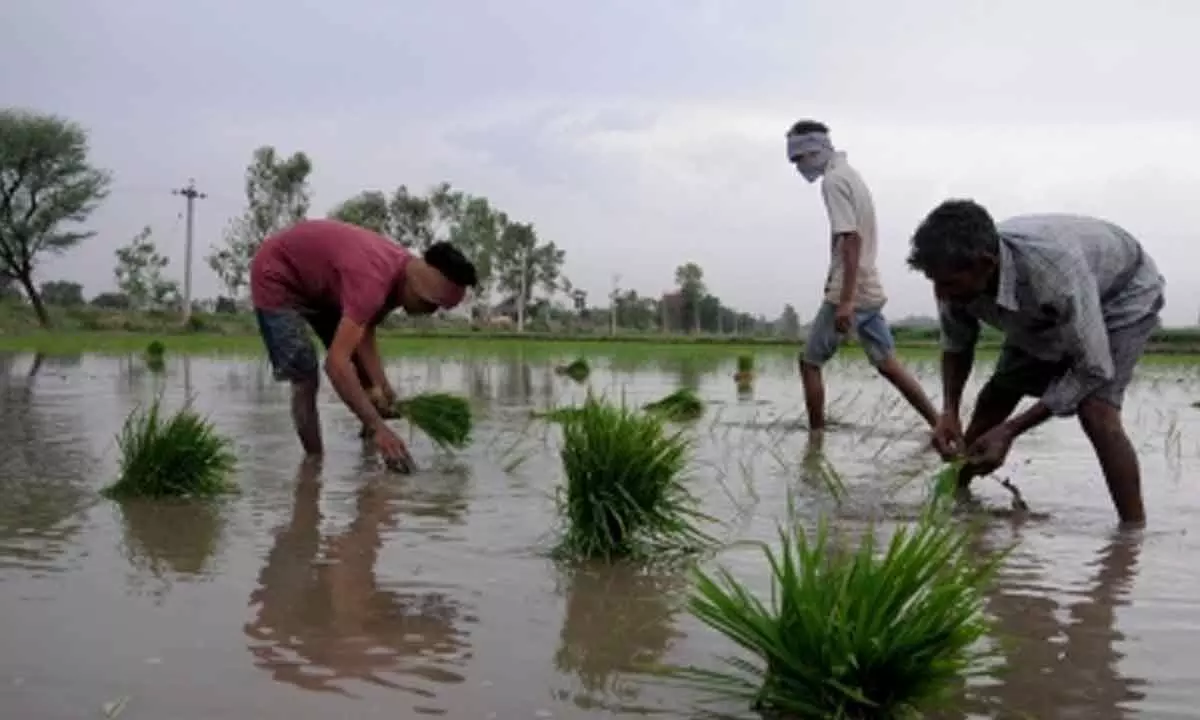 Area under kharif crop increases to Rs 1,065 lakh hectares amid better monsoon