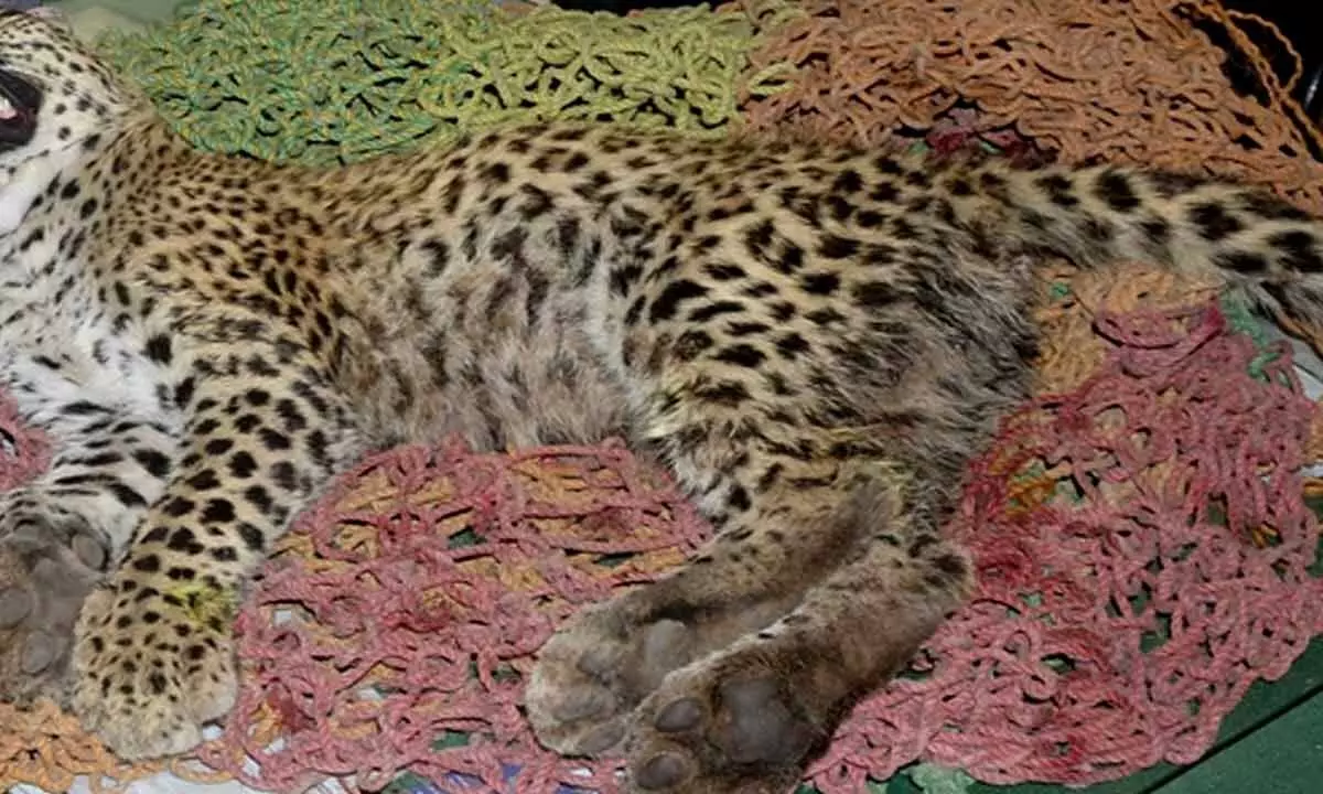 MP: Namibian Cheetah dies at Kuno National Park