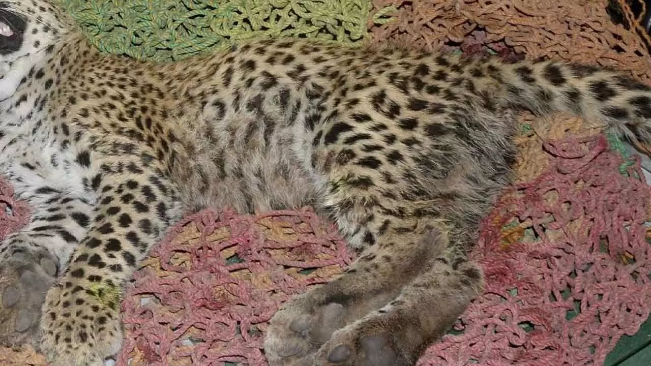 Namibian cheetah dies in MPs Kuno