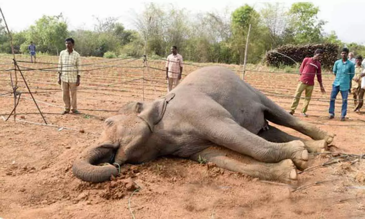 Young elephant’s death highlights growing wildlife crisis