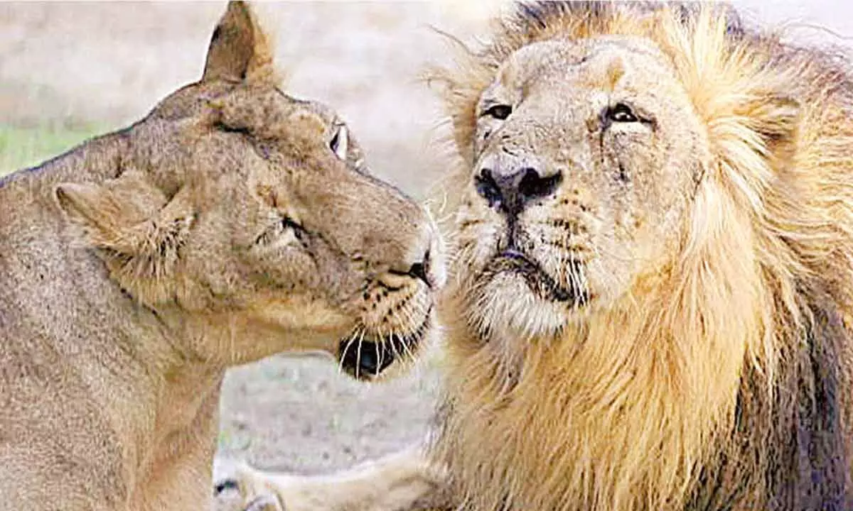 Alert loco pilot halts train in time, saves 5 lions