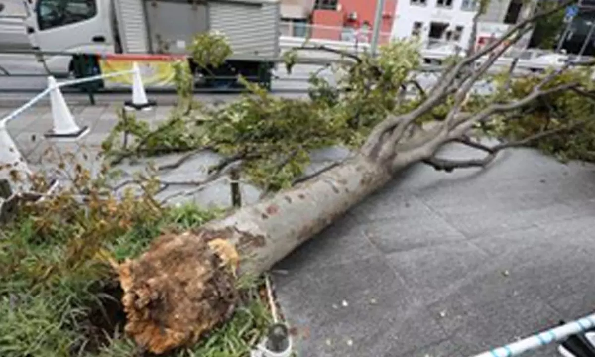 Three dead, 82 injured as Typhoon Shanshan hits Japan