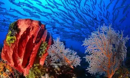 Microbes deep within Arctic Sea yield promising prospects for antibiotics