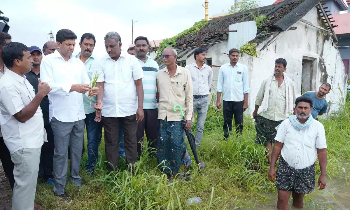 Union Minister Pemmasani Chandrasekhar examining damaged crops at Uppalapadu village of Guntur district on Sunday