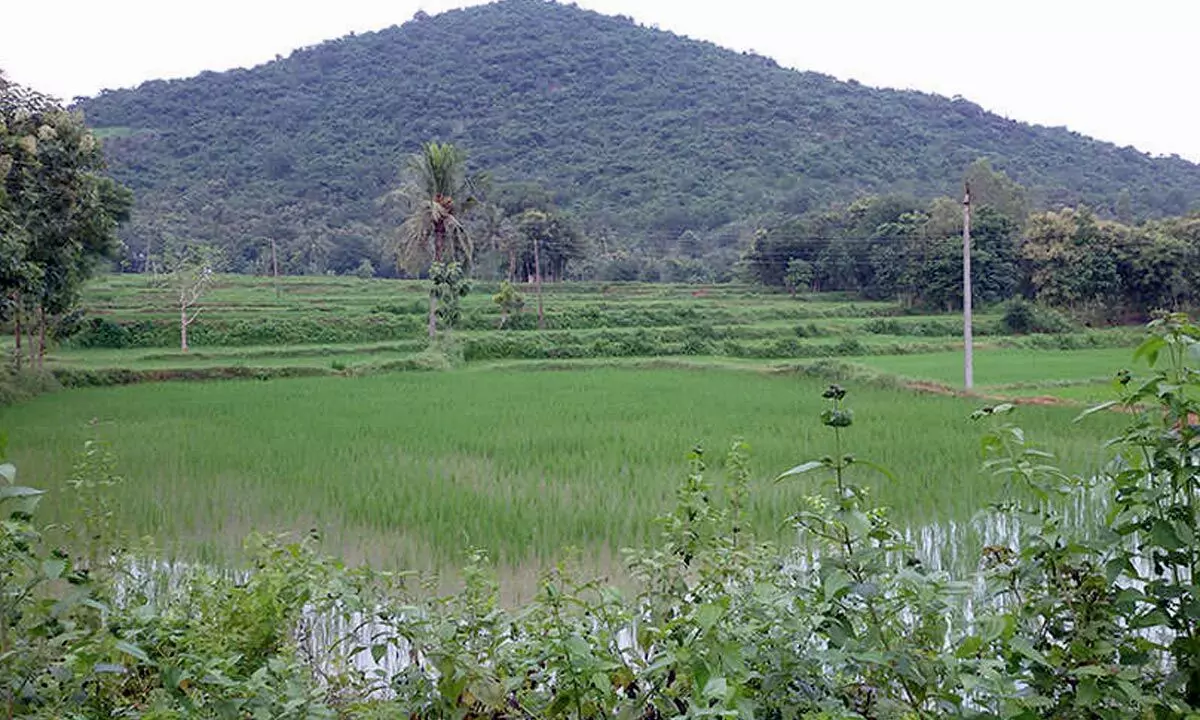 Rains bring much needed relief to farmers