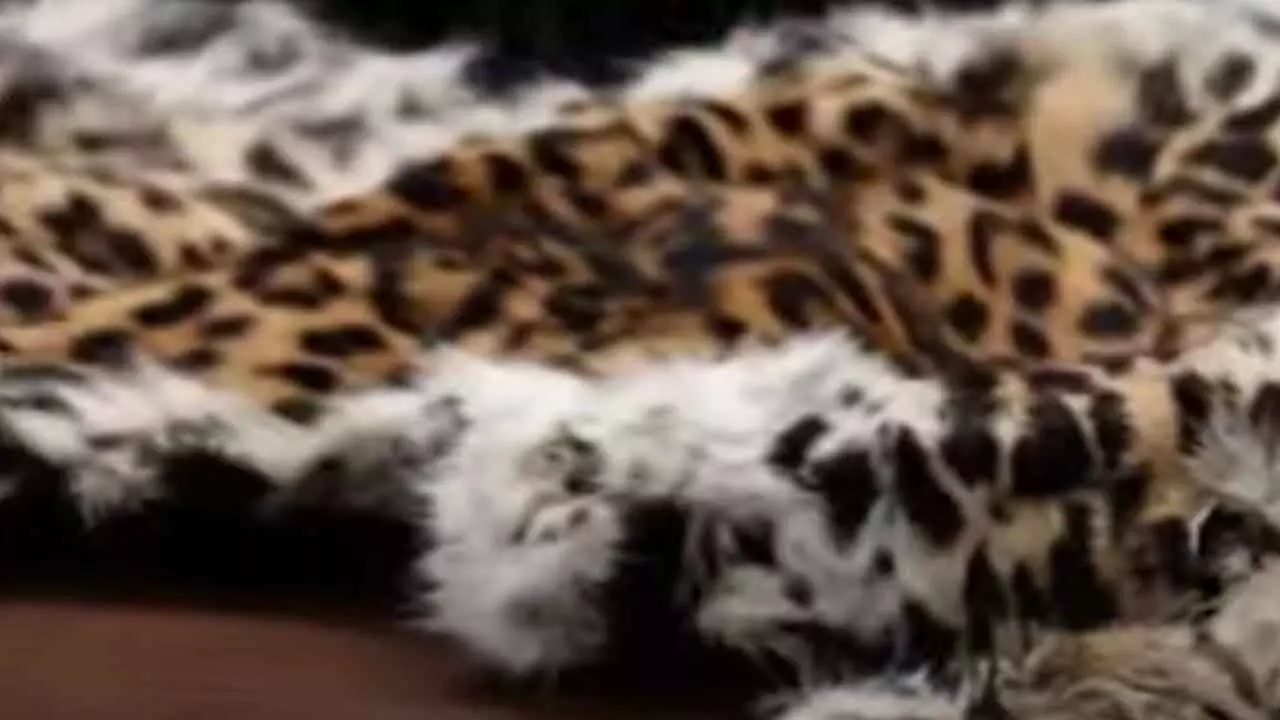 Jawan among seven held with leopard body parts