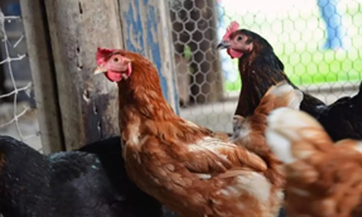 Israel reports first outbreak of bird flu on poultry farm in 2024