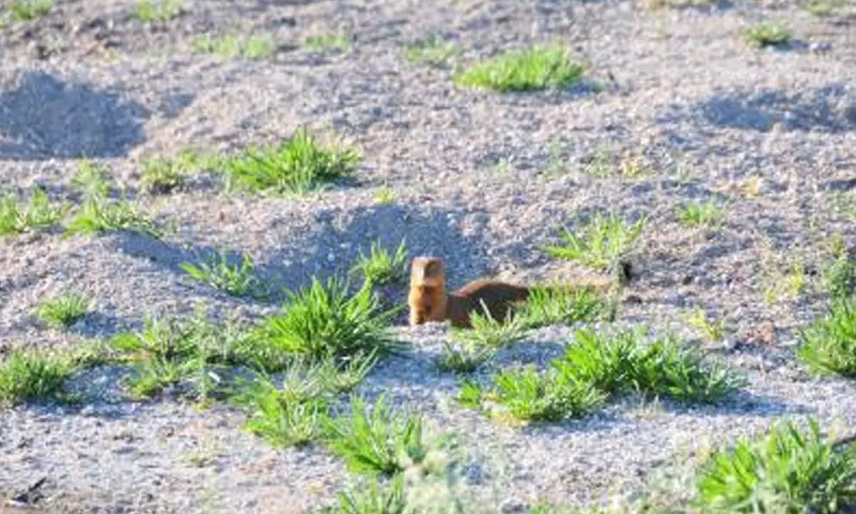 Mongooses eradicated on Japans world heritage island