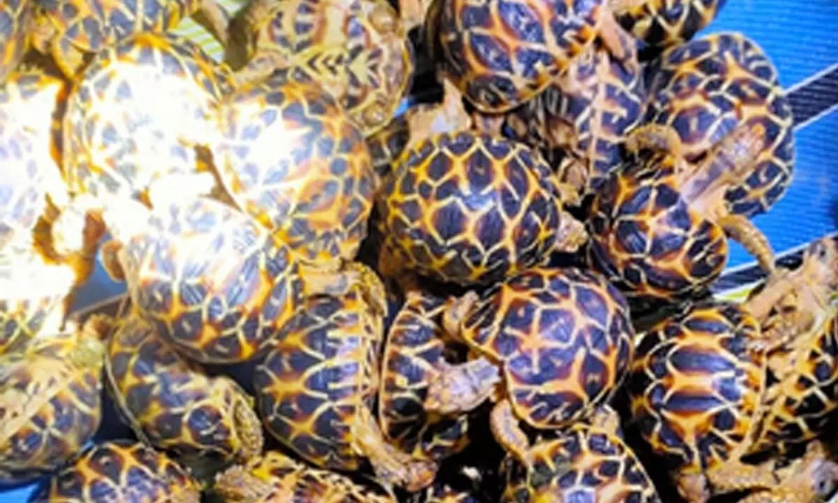 BSF arrests smuggler with 195 star tortoises along Indo-B’desh border