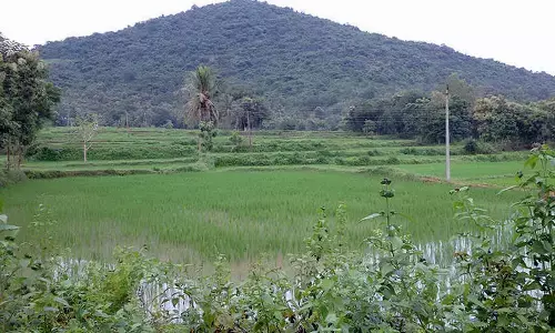 Rains bring much needed relief to farmers