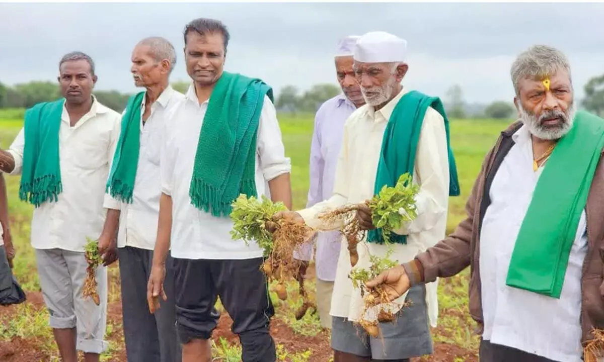 Belagavi farmers suffer crop loss due to poor seed quality and excess rain