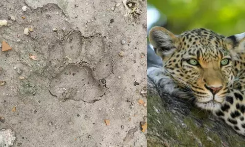 Cheetah roams in Mulugu