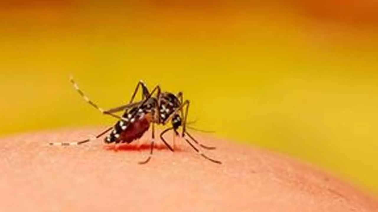 Govt notifies dengue fever as ‘epidemic disease’