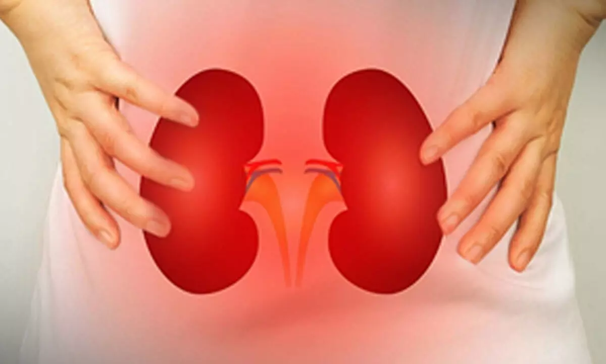 How damaged cells behave after acute kidney disease