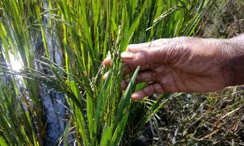 Ahead of State polls, focus back on farm sector