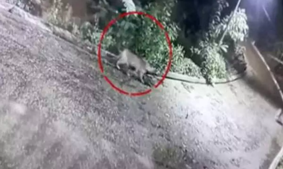 Leopard sighting causes panic