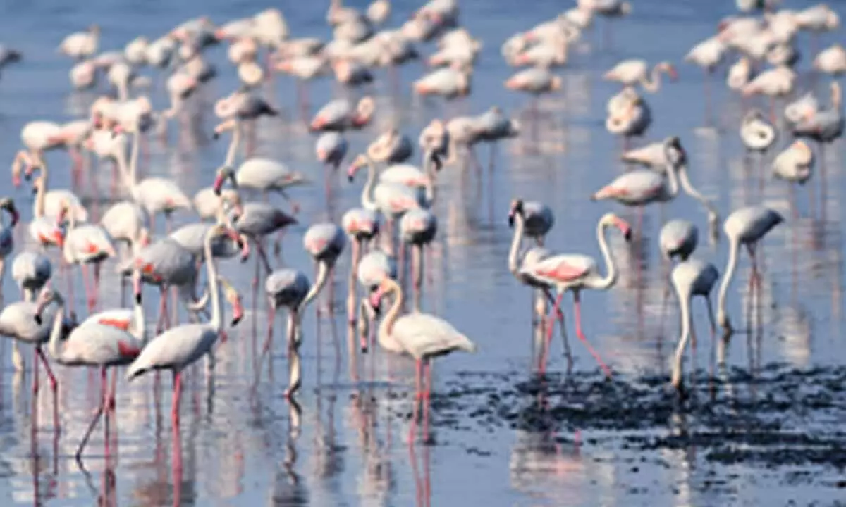 Conservation efforts for flamingos in Turkish lake show progress