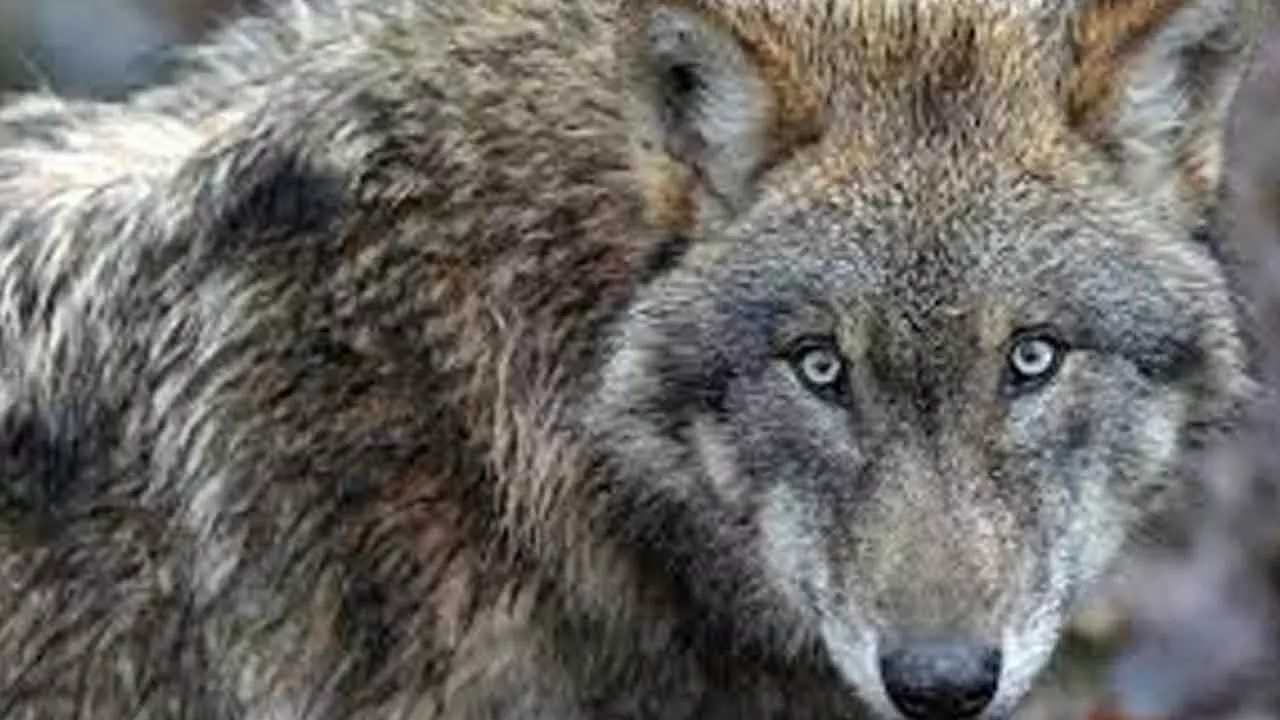 Wolf attacks in UP continues: Man-animal conflict occurs due to reduction in forest area says Yogi