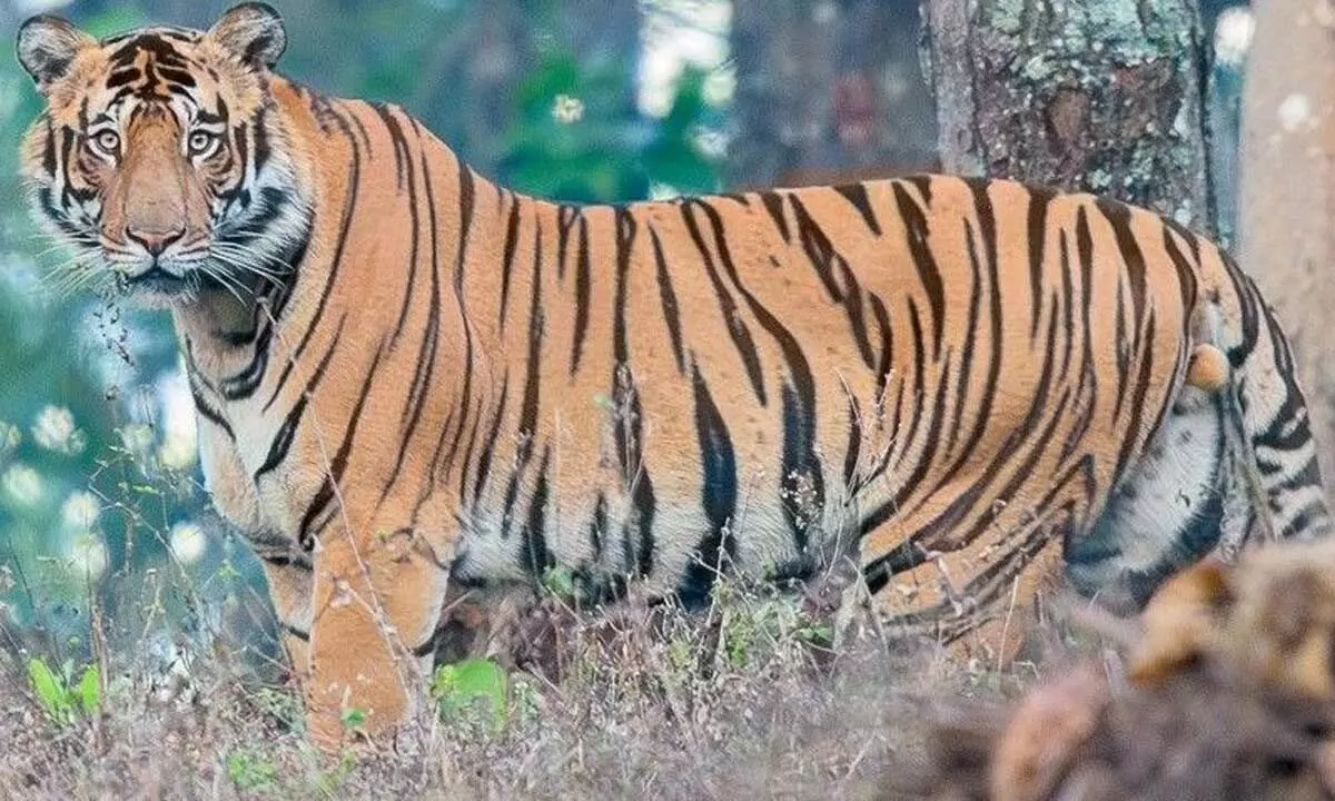 Odisha reported 55 tiger deaths in last 10 years: Minister